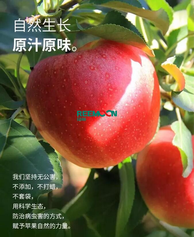 昭通蘋果：依靠短根莖種植和數(shù)字分揀技術(shù)帶動(dòng)蘋果產(chǎn)業(yè)標(biāo)準(zhǔn)化在推動(dòng)蘋果產(chǎn)業(yè)發(fā)展的過(guò)程中，昭通始終把加強(qiáng)企業(yè)領(lǐng)導(dǎo)力作為一個(gè)有力的切入點(diǎn)。為此，引進(jìn)陜西海生、SDIC中路、一寶、華師天農(nóng)等30多家企業(yè)，打造冷鏈物流市場(chǎng)，對(duì)蘋果進(jìn)行深加工，建立物聯(lián)網(wǎng)和大數(shù)據(jù)聯(lián)合應(yīng)用平臺(tái)，追蹤蘋果生產(chǎn)全過(guò)程。已成為華南地區(qū)最