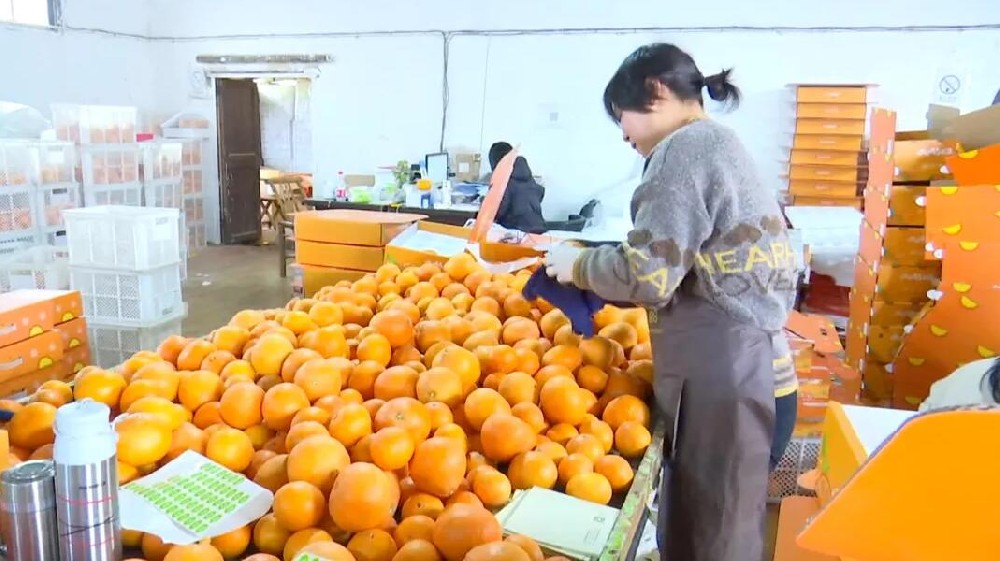 水果分選，提高效益！浙江溫嶺建成首條水果無損檢測分級流水線 眼下正是柑橘名果“紅美人”大批量上市期。這幾日，東浦農(nóng)業(yè)開發(fā)有限公司東浦現(xiàn)代農(nóng)業(yè)產(chǎn)品中心正在調(diào)試我市首條水果無損檢測分級流水線。該流水線不僅能區(qū)分果實大小、輕重，還能通過激光、紅外光譜，分辨出果實有無擦傷等瑕疵