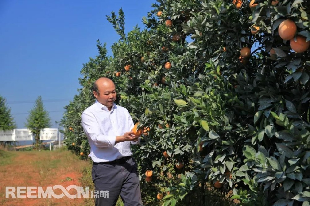 江西綠萌科技控股有限公司董事長朱壹我是第3次造訪綠萌位于江西省信豐縣大阿鎮(zhèn)的現(xiàn)代農(nóng)業(yè)科技示范基地。與前幾次來的時間不同，這趟過來恰逢果實成熟期。我們品嘗了幾個品種，口感都非常好。尤其是我最愛的“雞尾葡萄柚”，糖度普遍在13%以上，風(fēng)味令人記憶深刻?！艾F(xiàn)在除了臍橙和‘雞尾葡萄柚’，還有其他適合的品種